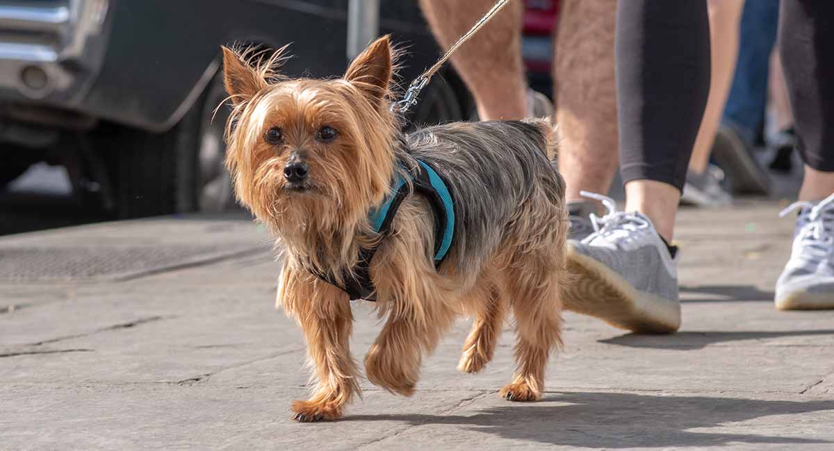 Choosing the Best Collar and Harness for Yorkies