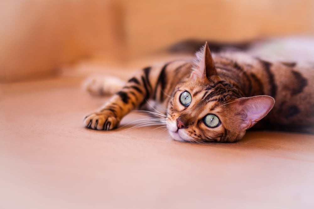 Few Useful Details you need to know about Bengal Cats