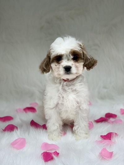 Guide To Puppies: How To Take Care Of Your Long Island Cavapoo Puppy
