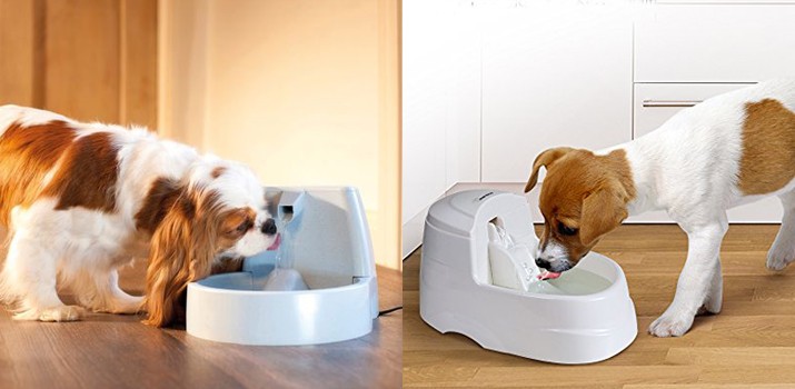 Dog Water Dispenser with the Perfect Quality: Get It Now