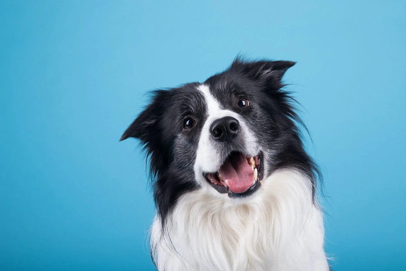 Create the Best in Class Canvas Custom Dog Portraits