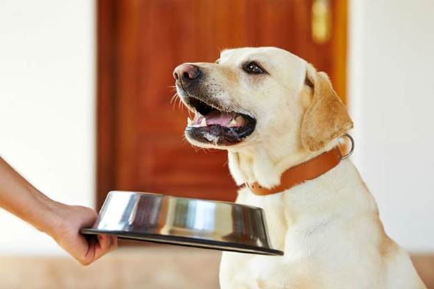 Is it safer to make homemade food for your dogs?