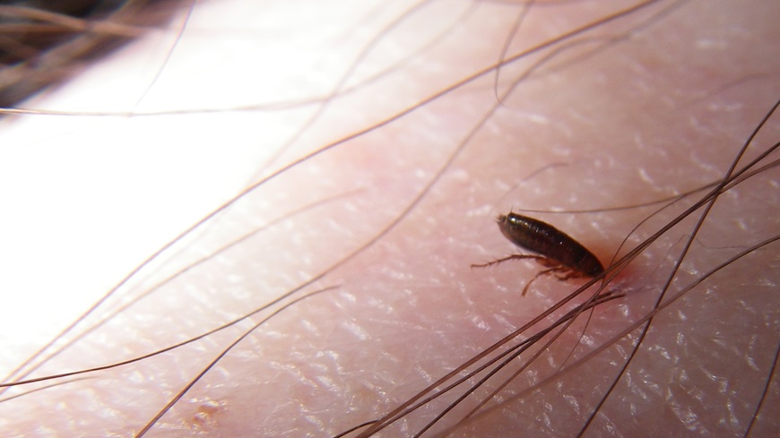Mastering Flea Identification: What do fleas look like
