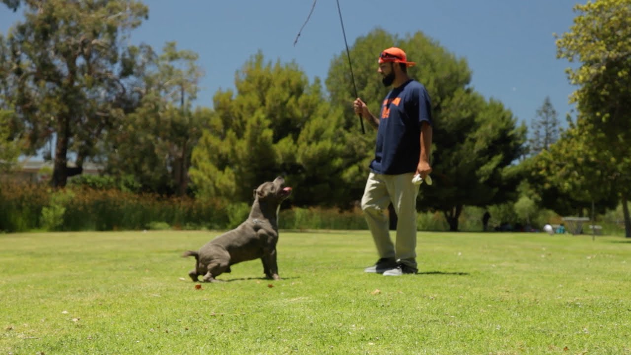 Flirt Pole Workouts: How Just 10 Minutes a Day Can Tire Out Any Dog