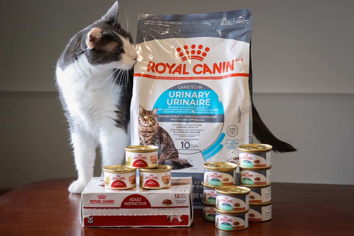 Beyond the Bag: The Science Inside Royal Canin Kitten Food
